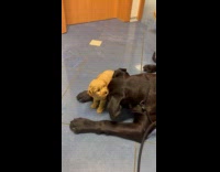 Black dog licks golden puppy on floor