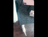 Compilation white kitten follows annoys black cat