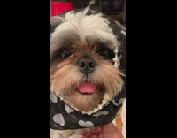 Close up dog head wrapped with scarf