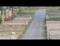Brown bunny rabbit graveyard cemetery tombstone gravestone 