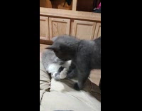 Kitten falls from hoomans lap playing with sibling 