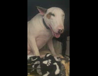 Dog sits in crate panting with eyes closed