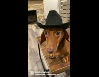 Collab Kale Salad IG - Wiener dog wears black cowboy hat