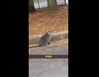 Guy calls grey cat fat parking lot