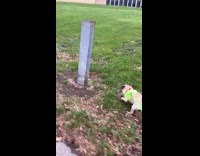Pug growls at every pole they pass by