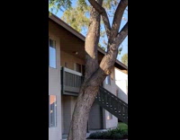 Two squirrels run and chase backyard tree