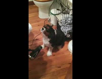 Dog gets blow dried after shower toilet