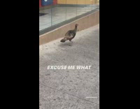 Brown turkey walks down sidewalk dominoes pizza