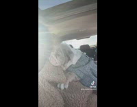 Woman drives to drop puppy to a new home 