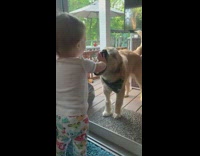 Collab Pets For All - Baby girl screen door golden retriever dog