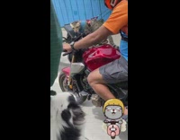 Cat on motorcycle look at dog on car