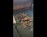 Small dog on bed looks at guy confused moves head