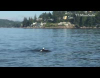 Bald eagle swims across blue lake water 