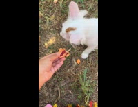Submitter feeds white stray cat with fruit
