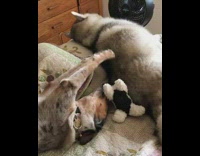 German Shepard Looks Over Shoulder On Bed