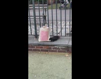 Curious Black Squirrel Checks Tote Bag on Ground