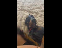 Collab BitchIG2 - Black dog laying in bed eyes wide hits camera