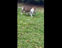 Collab WINY - Cat walk on grass carry caught squirrel