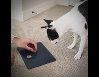 Black white dog confused by magic trick 
