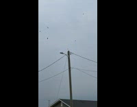Squirrel on pole attacked by birds waited by dogs