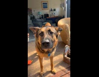 Dog with small hat gives puppy eyes