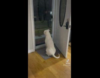 Compilation of white dog growing older and waiting for owner