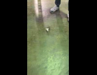 Guy shows baby possum in warehouse at work 