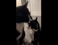 Submitter shows black cat licking robot cat