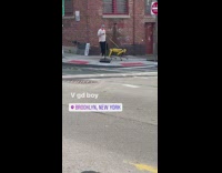 Guy walks yellow robot dog down pt. 2 
