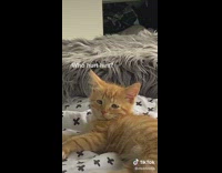 Cat laying down on bed looks crying and depressed