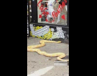 Huge Yellow Snake Slivers in Front of Store 