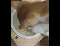 Kitten holds spoon and eats food in bowl