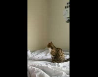 Cat on bed does tricks for treats 