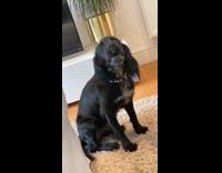 Black dog howls back conversation white collar 