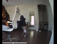 Dog behind owners chair stretches yoga 