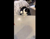 Cat dancing for chicken treat