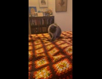 Curious cat chases owner foot under blanket