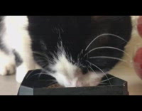 Black white cat lick eat food asmr