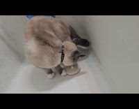Cat bites bathtub stopper uses for playing