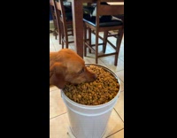 Collab Clips mpugc - Dog takes huge bites out of food container