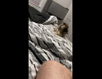 Kitten playing with toy falls off bed 