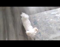 Dog gets zoomies likes to get attention