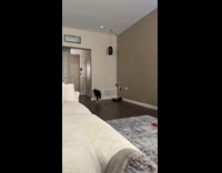 [Third party] Puppy with zoomies run into the wall