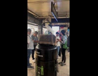 Cockatoo waits ride on top trash can