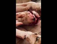 Woman rub and touch mouth of dog