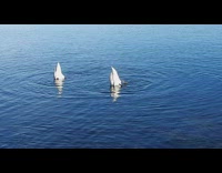 Two swan put head underwater in sync