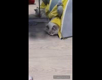 Cat Pushes Away Toy Ball from Tent