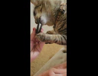 Cat Sniffs, Grabs, and Licks Cookie on Owners Hand