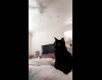 Cat meowing at hooman tries to tell something