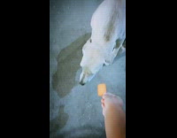 Street dog sits on the side of the road and gets fed chips